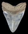 Serrated, Megalodon Tooth - Colorful Enamel #58469-2